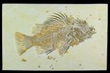Huge, Fossil Fish (Priscacara) - Green River Formation #122674-1